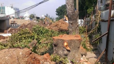 Hà Nội chặt cây xanh để thi công công trình - ảnh 1