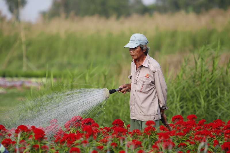 Ảnh: Ngắm làng hoa Sài Gòn cận tết Tân Sửu - ảnh 2