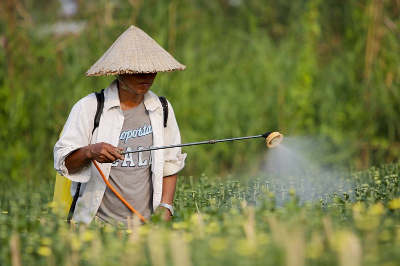 Ảnh: Ngắm làng hoa Sài Gòn cận tết Tân Sửu - ảnh 7