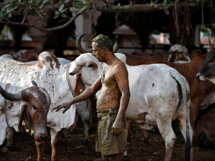 Ấn Độ: Dân bôi phân bò ngừa COVID-19, bác sĩ khuyên đừng - ảnh 1