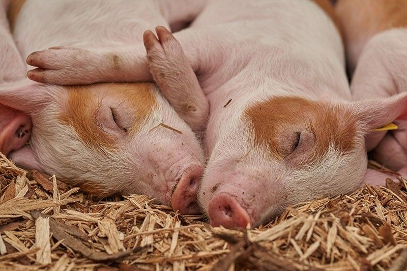 Nhóm khoa học Nhật: Lợn có thể hấp thụ khí ôxy qua hậu môn - ảnh 1