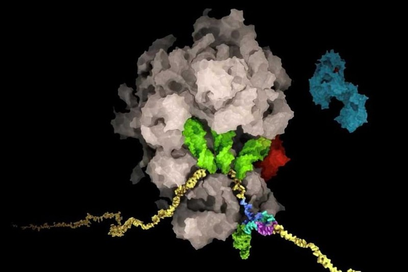 Giới khoa học Thụy Sĩ tìm ra 'tử huyệt' của virus SARS-CoV-2 - ảnh 1