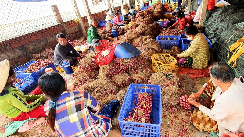 Sóc Trăng vận động giải cứu 50.000 tấn hành tím cho nông dân - ảnh 1