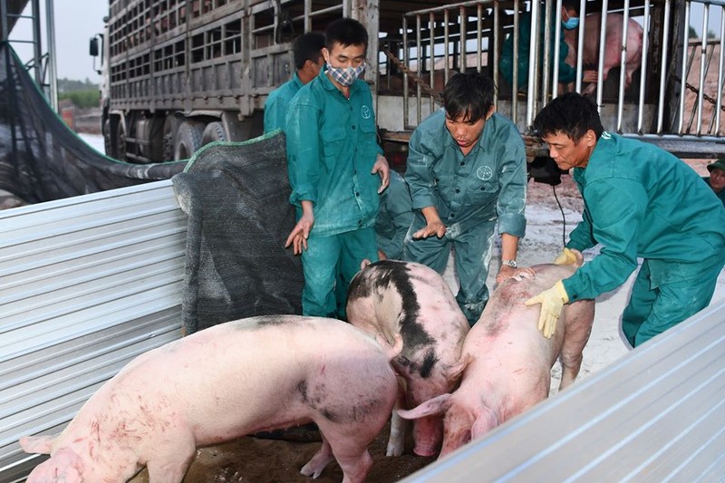 Heo sống Thái Lan chính ngạch về đến cửa khẩu Lao Bảo - ảnh 1