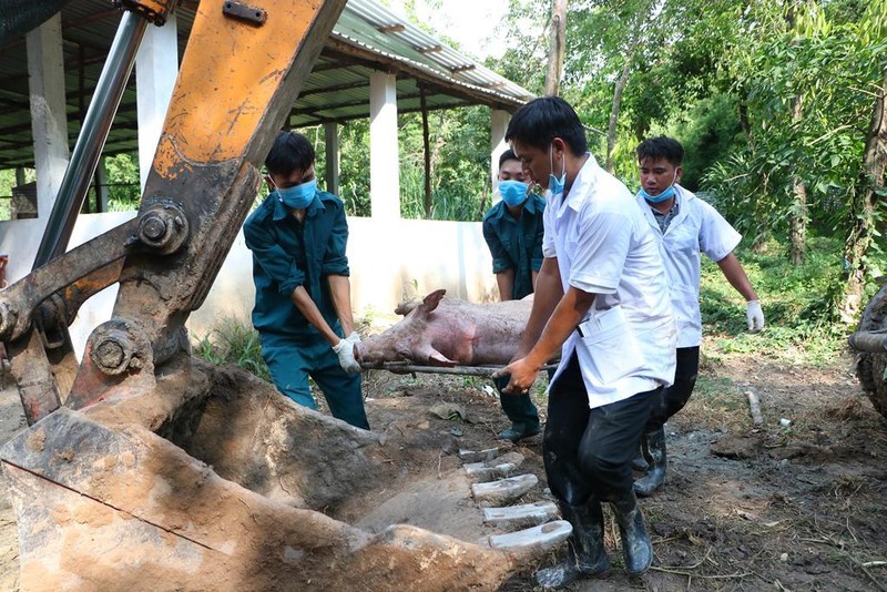 Bêu tên nơi giết mổ, buôn bán heo bệnh, heo chết - ảnh 1