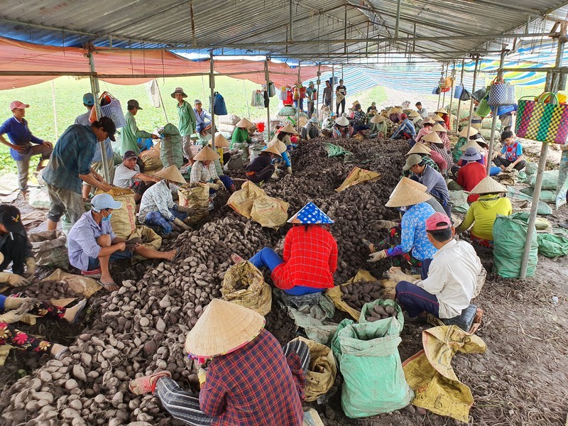 Tin vui: Khoai lang tím được xuất khẩu tạm thời sang Trung Quốc - ảnh 2