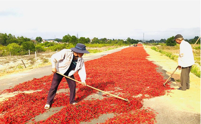  Hàng loạt nông sản rớt giá thảm, ớt chín rụng ngoài đồng - ảnh 1