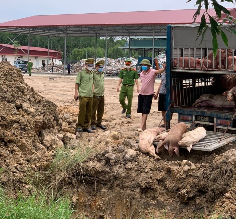 Bị phạt 7 triệu đồng vì vận chuyển heo nhiễm bệnh  - ảnh 1