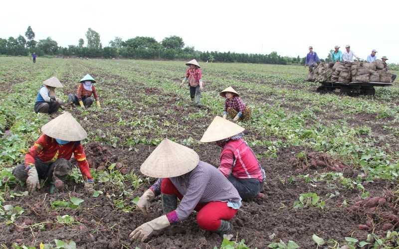 Vĩnh Long đang cần bán 27.000 tấn khoai lang tím - ảnh 1