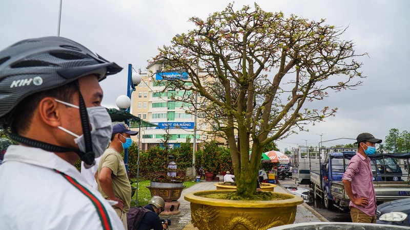  Đà Nẵng: 'Cụ' mai 100 tuổi năm nào cũng xuống núi biểu diễn - ảnh 5