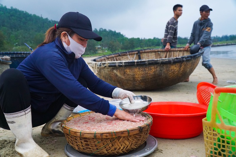 Ngư dân Đà Nẵng ra biển xúc ruốc kiếm tiền triệu mỗi ngày - ảnh 1