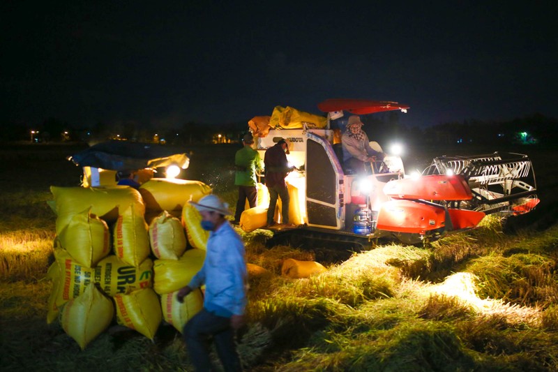 Nông dân Đà Nẵng hối hả gặt lúa xuyên đêm khi thành phố phong toả - ảnh 1