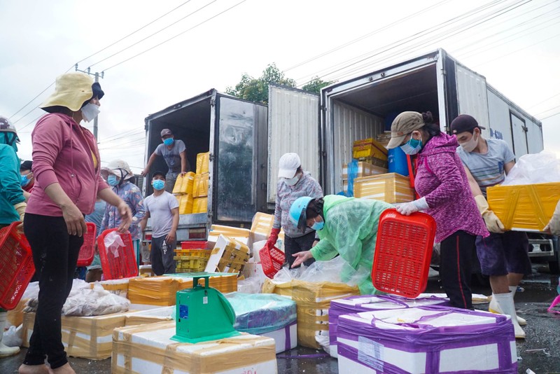 Tiểu thương ngại vào cảng cá Thọ Quang vì phí xét nghiệm cao - ảnh 3