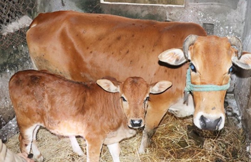  Bệnh viêm da nổi cục xuất hiện trên 237 trâu, bò ở Hà Tĩnh - ảnh 1
