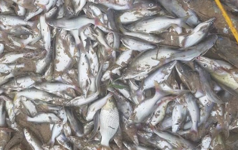 Cá chết bất thường, nổi trắng sông ở Nghệ An - ảnh 1