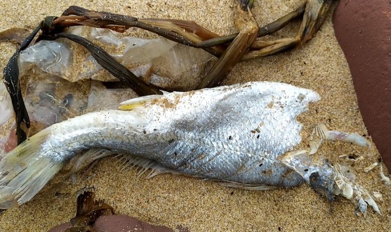 Điều tra nguyên nhân cá, sứa chết bất thường dạt vào bờ biển - ảnh 2