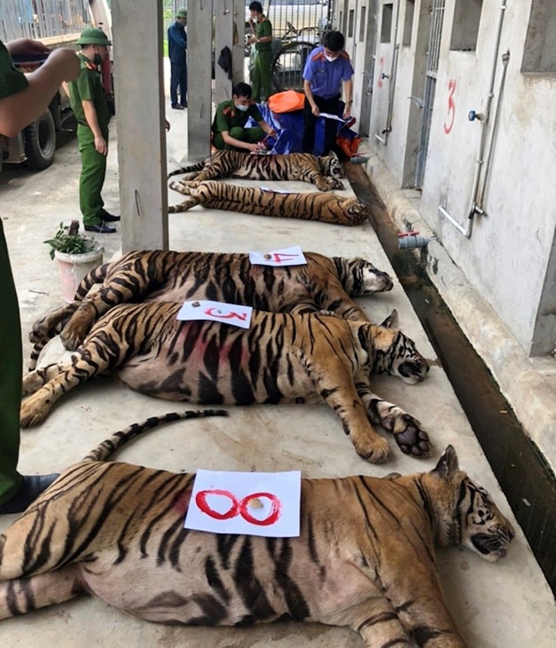 Bắt tạm giam 1 bị can trong vụ nuôi nhốt 17 con hổ dưới hầm - ảnh 1