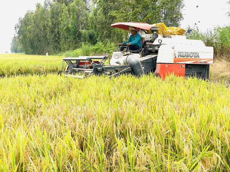 Gần 1,31 triệu tấn lúa ở An Giang được tiêu thụ nhờ phản ứng nhanh - ảnh 1