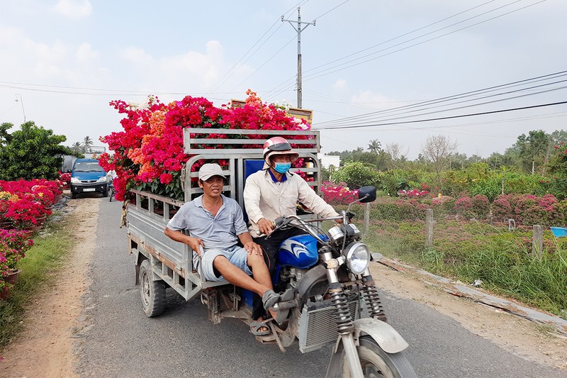 Hoa tết Việt Nam hạ đo ván hoa Trung Quốc - ảnh 2