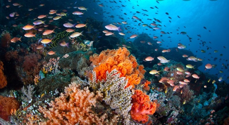 Có dễ 'thoát nạn' khi đang bơi gặp cá mập? - ảnh 3