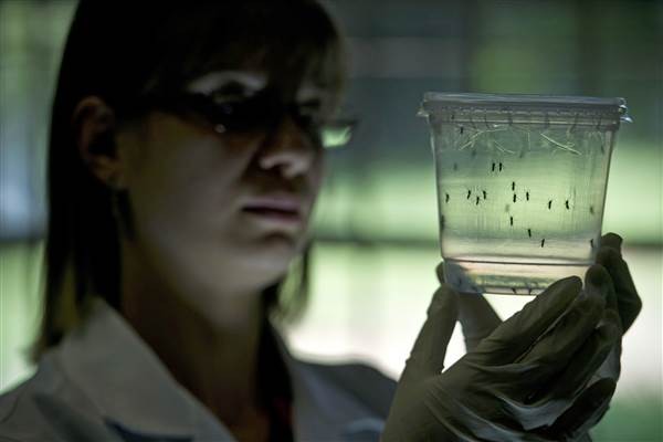 Mỹ cảnh báo virus Zika lan truyền khắp nơi - ảnh 1
