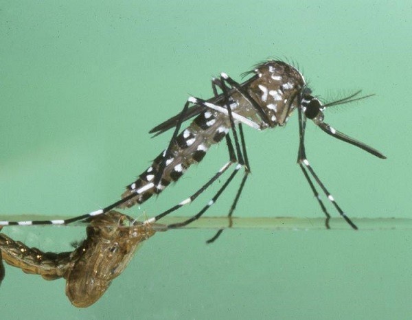 Trái đất nóng lên làm nhiều virus giết người sống lại - ảnh 8