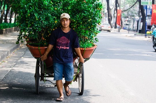Mấy ngày trước, giá một chậu quất khoảng 200.000 đồng nhưng đến hôm nay chỉ còn 100.000 đồng/chậu. Mấy ngày trước, giá một chậu quất khoảng 200.000 đồng nhưng đến hôm nay chỉ còn 100.000 đồng/chậu.