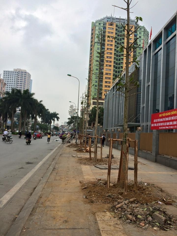 Mới: Công bố kết luận thanh tra vụ thay thế cây xanh ở Hà Nội - ảnh 1