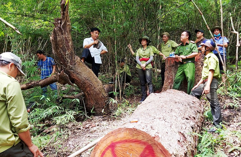 Kháng nghị vụ trưởng ban quản lý rừng phòng hộ La Ngà khai thác gỗ trái phép - ảnh 1