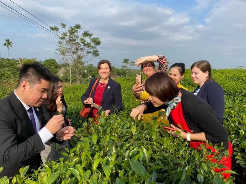 Những lợi ích khi dùng chè Thái Nguyên tại Hải Trà Tân Cương - ảnh 2