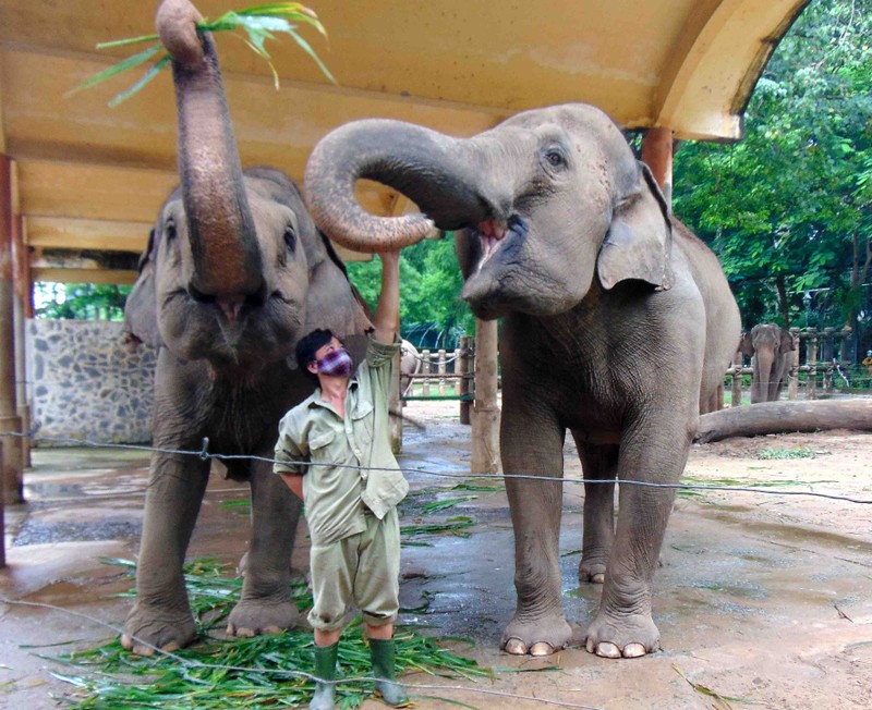 Dân mạng chuyển khoản liền tay cứu trợ bầy thú ở Thảo Cầm Viên: Mong không bé nào thiếu ăn trong mùa dịch này! - Ảnh 1. Dân mạng chuyển khoản liền tay cứu trợ bầy thú ở Thảo Cầm Viên: Mong không bé nào thiếu ăn trong mùa dịch này! - Ảnh 1.