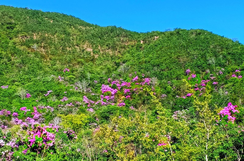 Tháng 5 tím ngát miền bằng lăng Phước Trung, Ninh Thuận    - ảnh 6