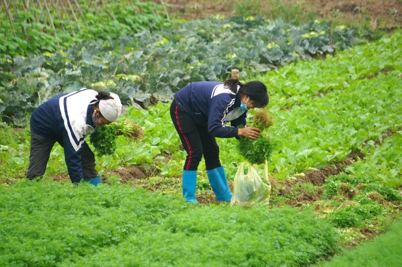 Cà chua chín rụng đỏ gốc, dân chẳng buồn thu hoạch - ảnh 2