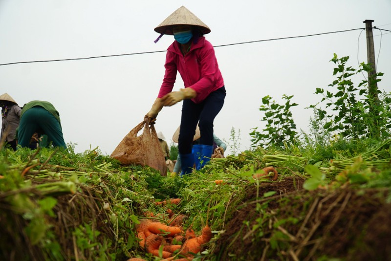 Cà chua chín rụng đỏ gốc, dân chẳng buồn thu hoạch - ảnh 4