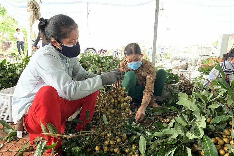 Không để nông sản miền Tây 'tự bơi' giữa làn sóng COVID-19 - ảnh 1