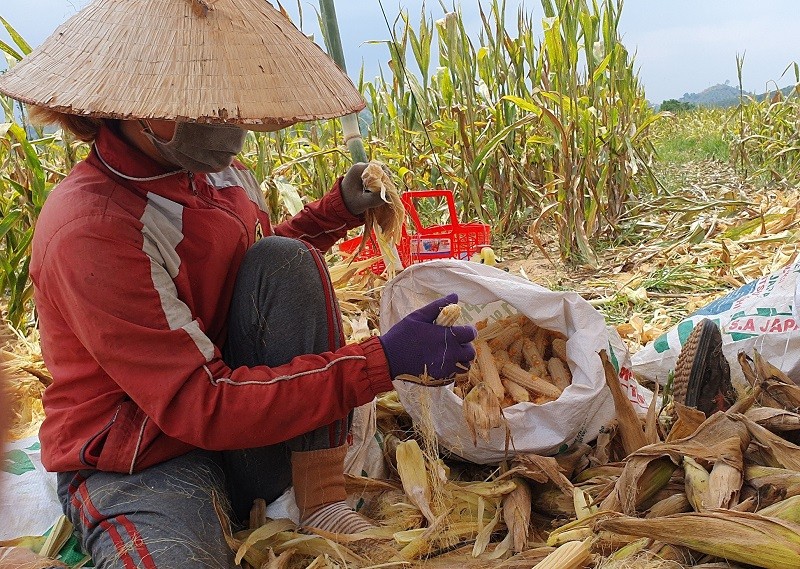 ‘Chuyện lạ’ ở Đắk Nông: Trồng bắp toàn… cùi, không hạt - ảnh 5