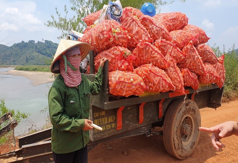 ‘Chuyện lạ’ ở Đắk Nông: Trồng bắp toàn… cùi, không hạt - ảnh 6