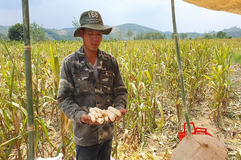 Thanh tra vào cuộc vụ bắp 'lạ' không hạt ở Đắk Nông - ảnh 2