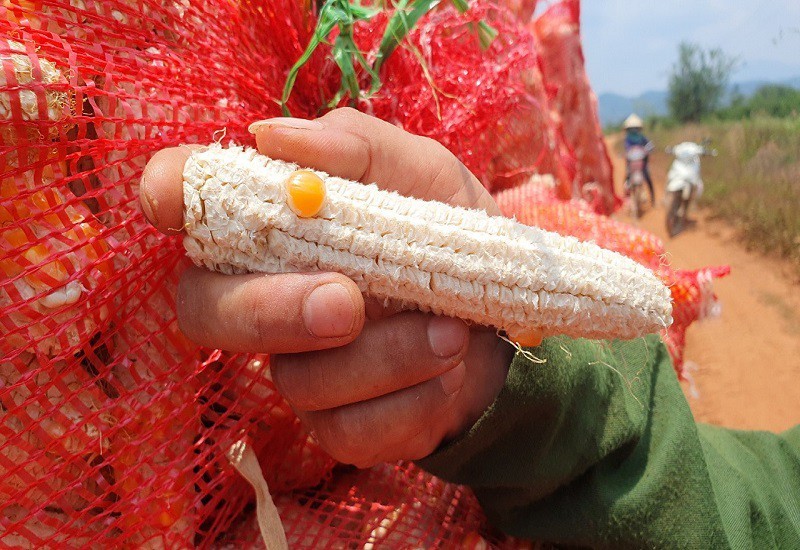 Chuyện bắp không hạt ở Đắk Nông: Hỗ trợ 36 triệu/ha - ảnh 2
