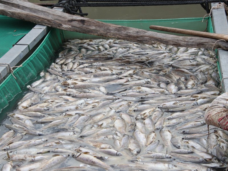 Bình Dương: Dân khóc nhìn hơn 80 tấn cá chết hàng loạt  - ảnh 2