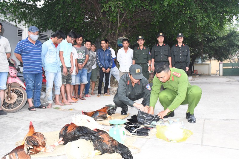 Trà Vinh: Vây bắt hàng chục người chơi đá gà giữa đồng - ảnh 1