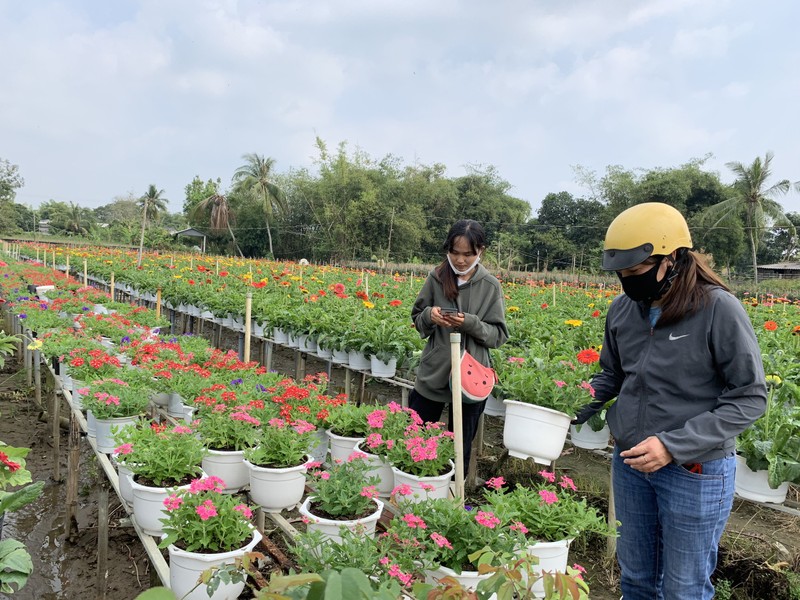 Làng hoa Sa Đéc: Hàng triệu giỏ hoa chuẩn bị ra chợ Tết - ảnh 8