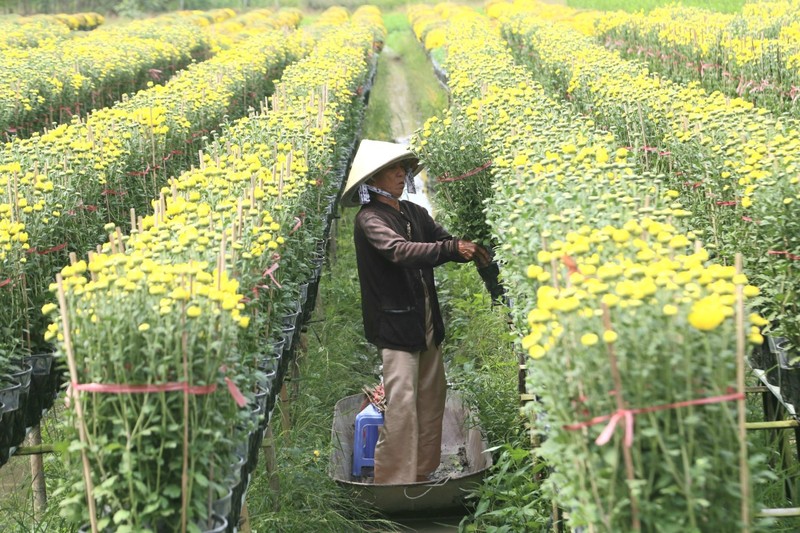 Làng hoa Sa Đéc: Hàng triệu giỏ hoa chuẩn bị ra chợ Tết - ảnh 12