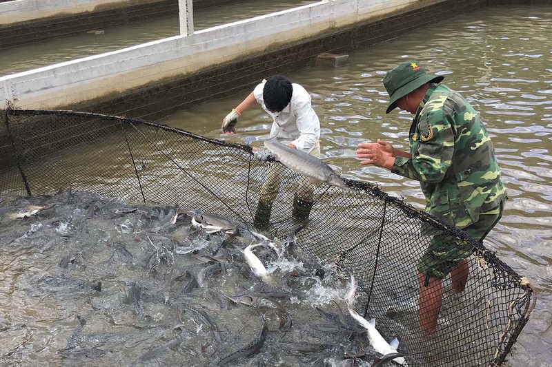 Nhức nhối cá tầm 'lạ' từ Trung Quốc tràn vào Việt Nam - ảnh 1