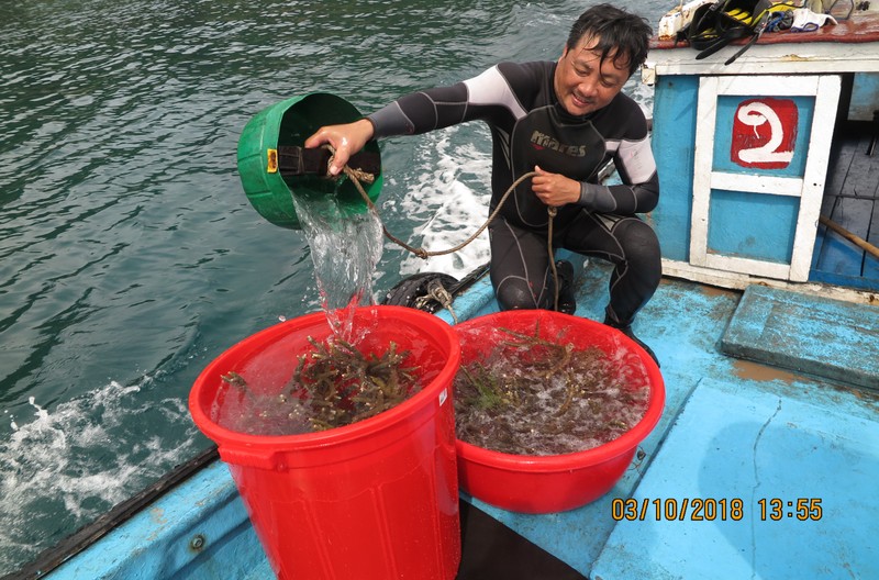 Bà Rịa-Vũng Tàu: Phục hồi thành công san hô khu Ramsar Côn Đảo - ảnh 2