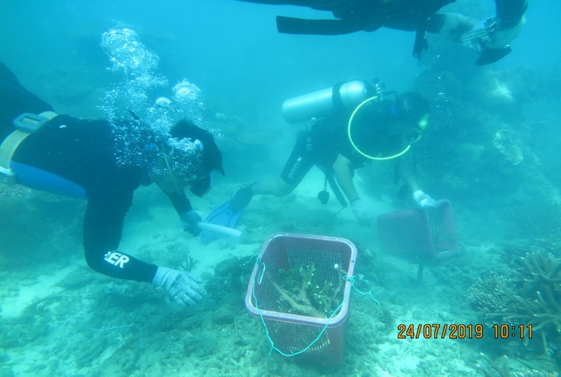 Bà Rịa-Vũng Tàu: Phục hồi thành công san hô khu Ramsar Côn Đảo - ảnh 1