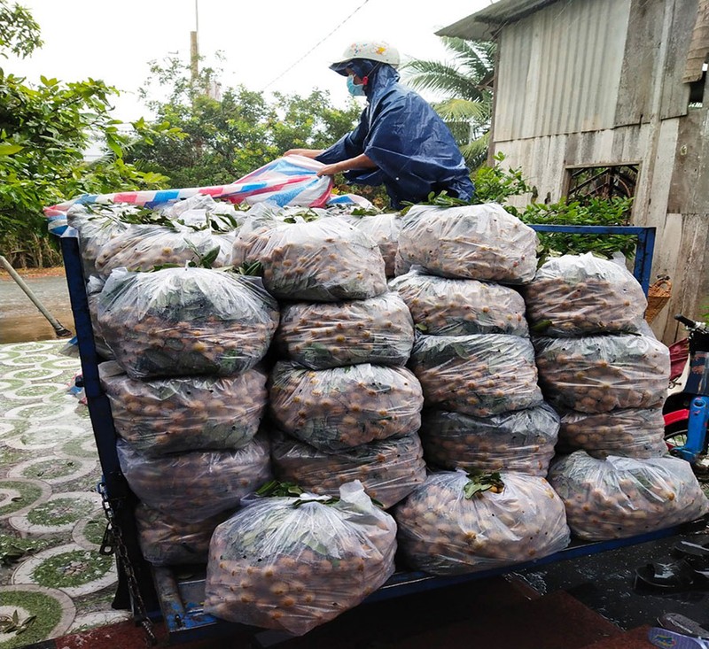 'Xe chở hàng ngàn con gà mà bắt sang tải sống sao nổi' - ảnh 1