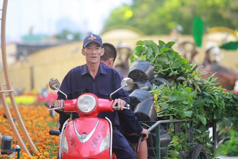 thu-don-duong-hoa-nguyen-hue