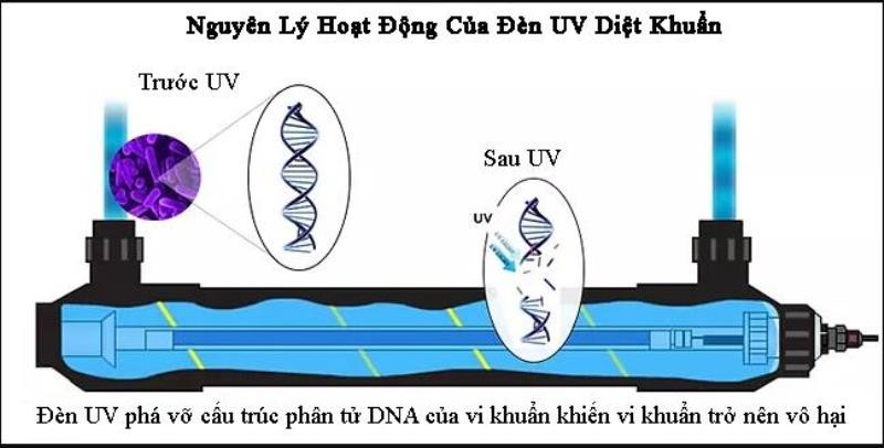 Đèn UV diệt khuẩn có hiệu quả? - ảnh 1