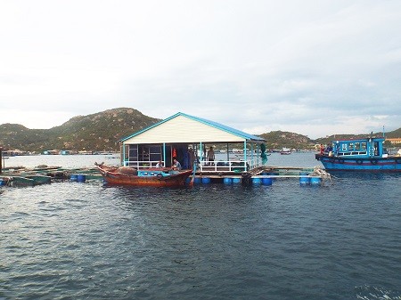 Bè nuôi tôm hùm ở Bình Ba.